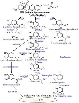 Genome Functional Analysis of the Psychrotrophic Lignin-Degrading Bacterium Arthrobacter sp. C2 and the Role of DyP in Catalyzing Lignin Degradation